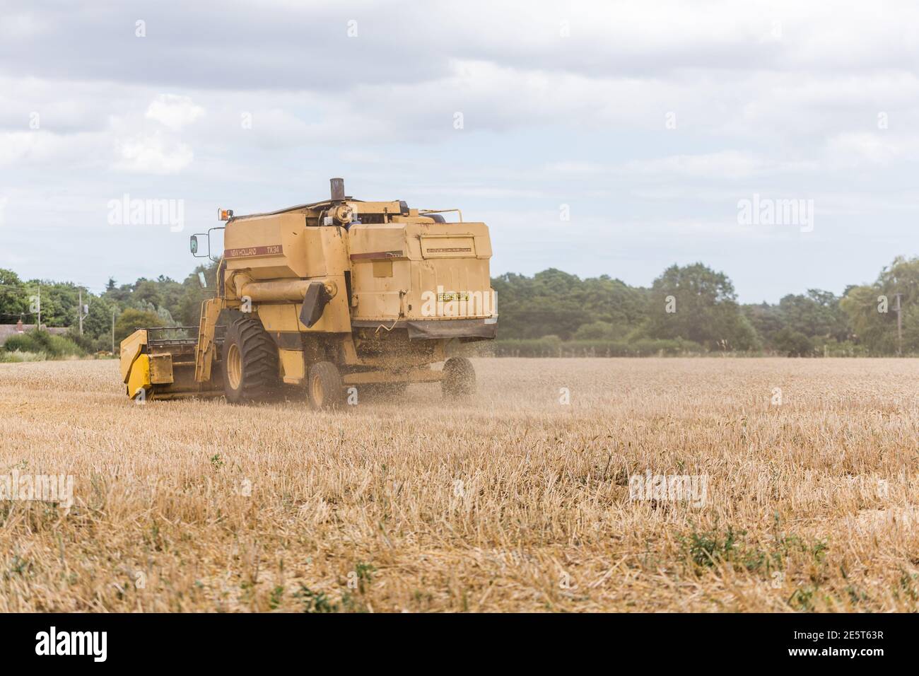 Woodbridge, Suffolk Reino Unido Agosto de 02 2020: Cosechadora cosecha trigo maduro - agricultura, agricultura, alimentación, concepto de cosecha Foto de stock