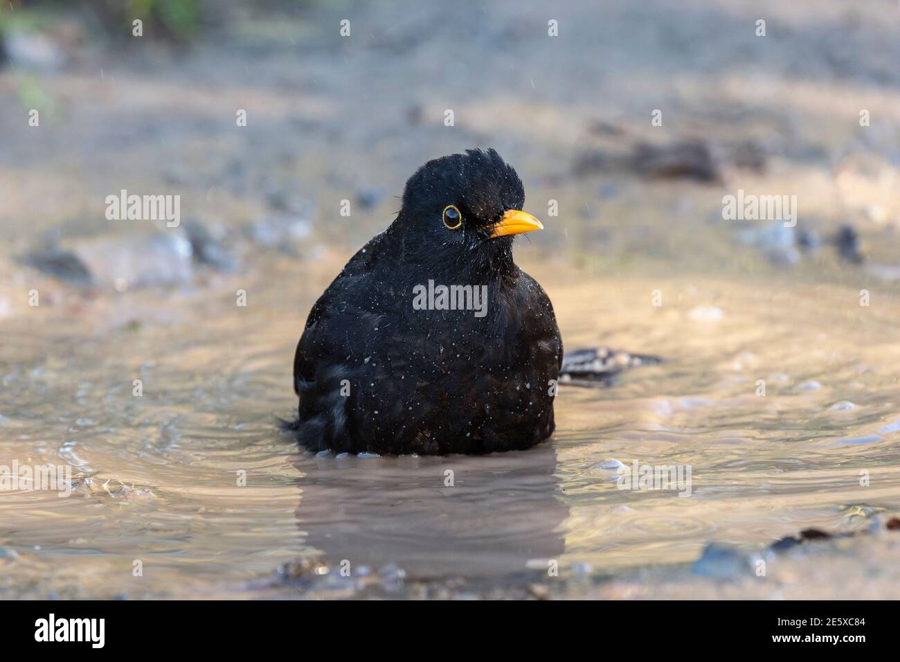 Blackbird (Turdus merula) bañándose, Reserva de aves Silvestres y Humedales, Dumfries & Galloway, Escocia, Reino Unido, Foto de stock