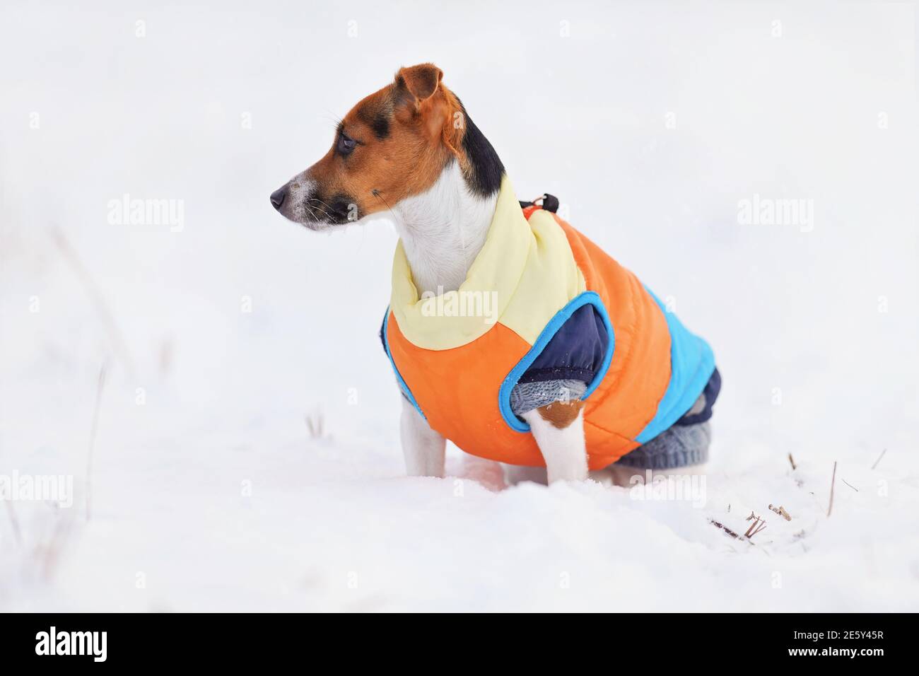 Pequeño Jack Russell terrier usando naranja grueso cálido invierno chaqueta abrigo sentado en el campo cubierto de nieve, mirando al lado Foto de stock