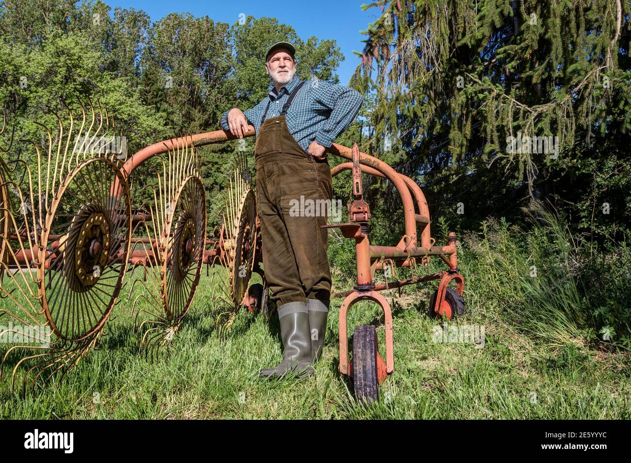 Un agricultor orgánico con lungareos y botas de goma se encuentra en su antiguo rastrillo de la rueda de la estrella después de la cosecha de heno y mira cuidadosamente sobre su tierra de cultivo. Foto de stock