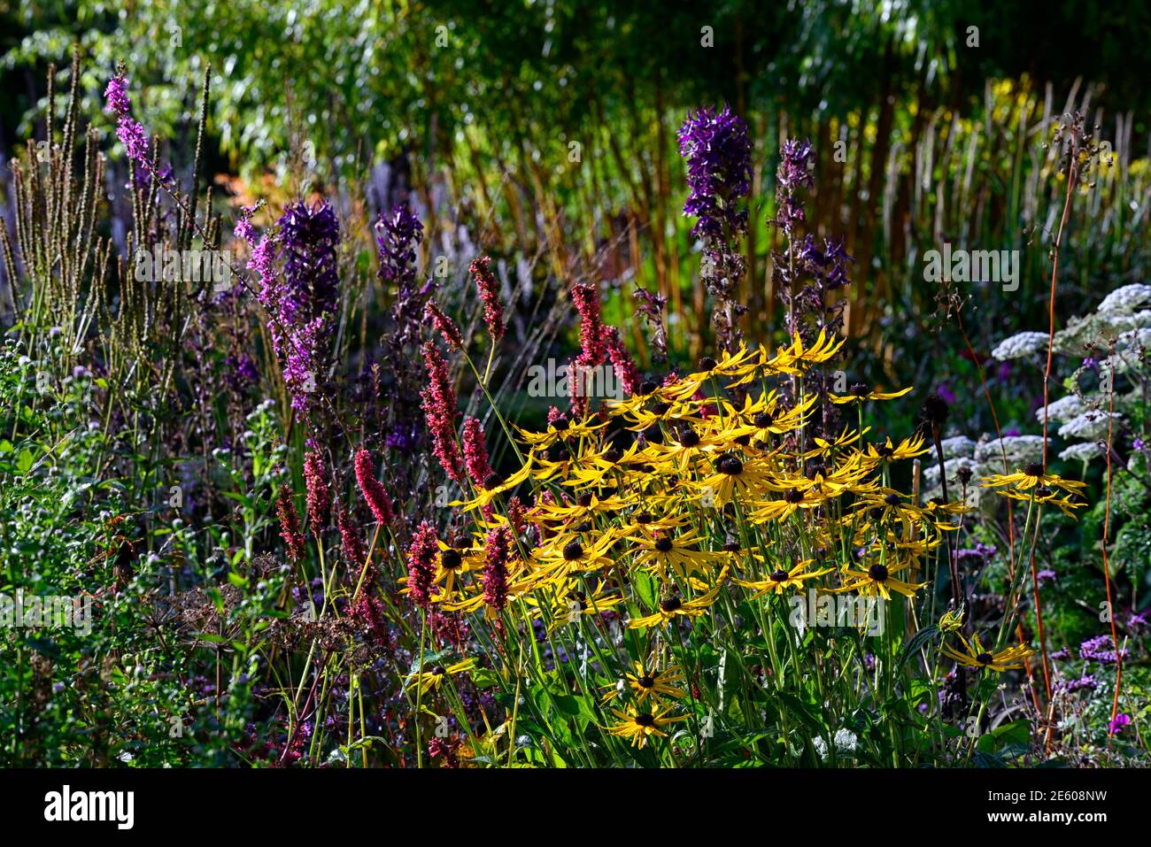 rudbeckia fulgida var deamii,rudbeckias,flores,amarillo,flores,persicaria grasa domino,lobelia,flores pasadas,flores pasando,mezcladas plantación c Foto de stock