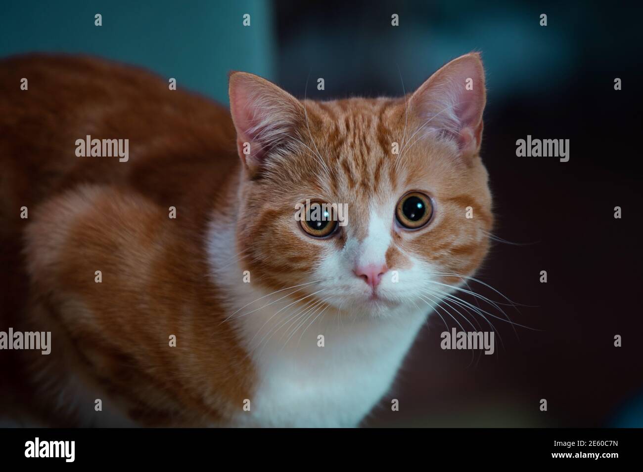 Imagen auténtica de un gato de jengibre mirando la cámara con un hermoso fondo cálido y acogedor. Foto de stock