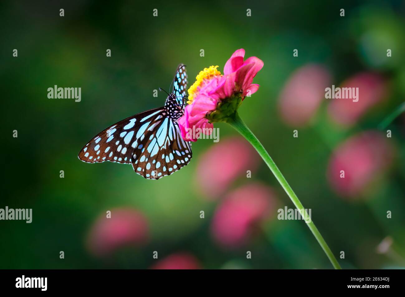 Mariposa de tigre azul en una flor de zinnia rosa con oscuro fondo rosa verde Foto de stock