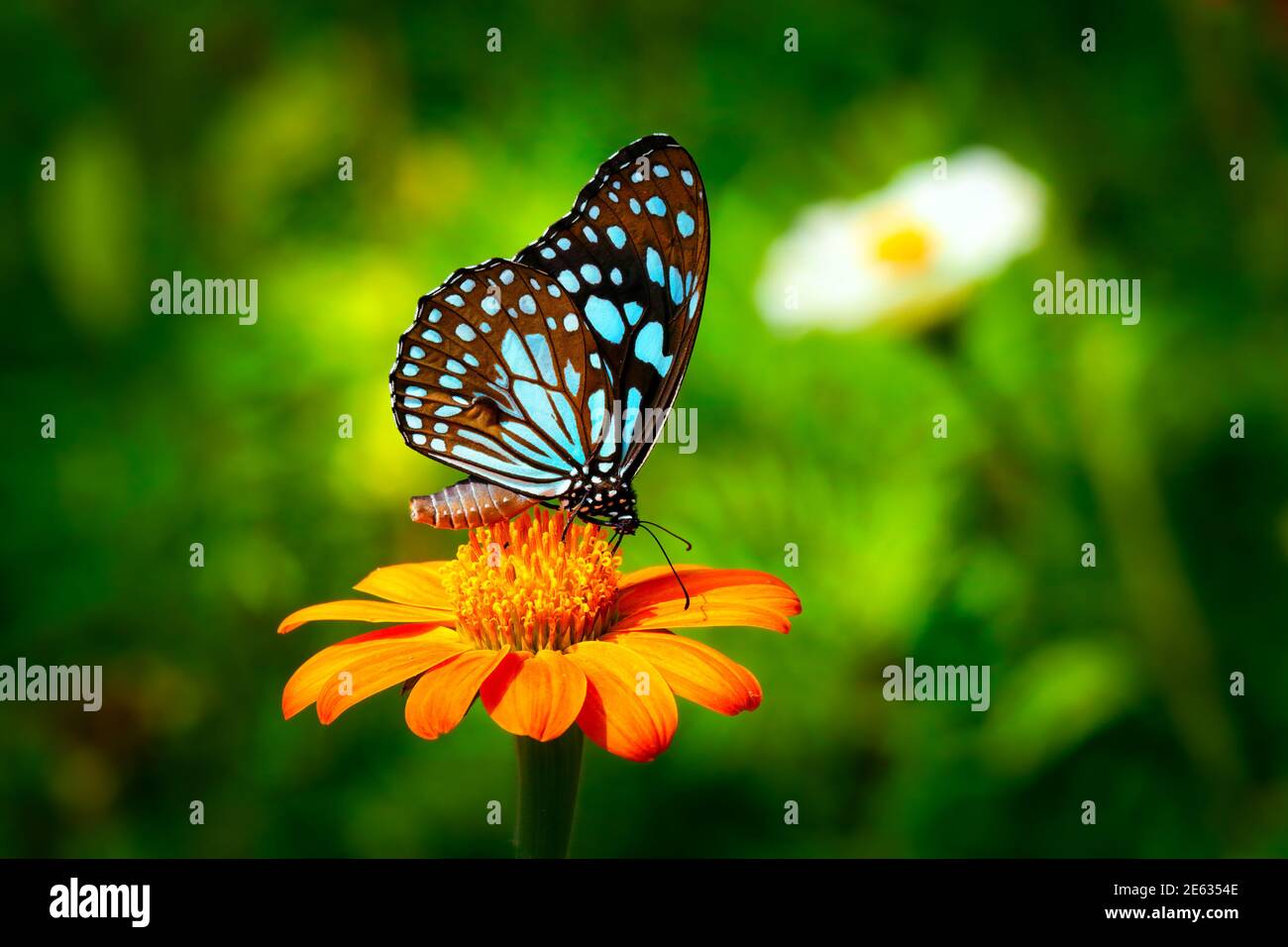 Mariposa Tigre azul o danaid Tirumala limniace sobre la flor de naranja el girasol rojo o el girasol mexicano (Tithonia rotundifolia, familia Asteraceae), w Foto de stock