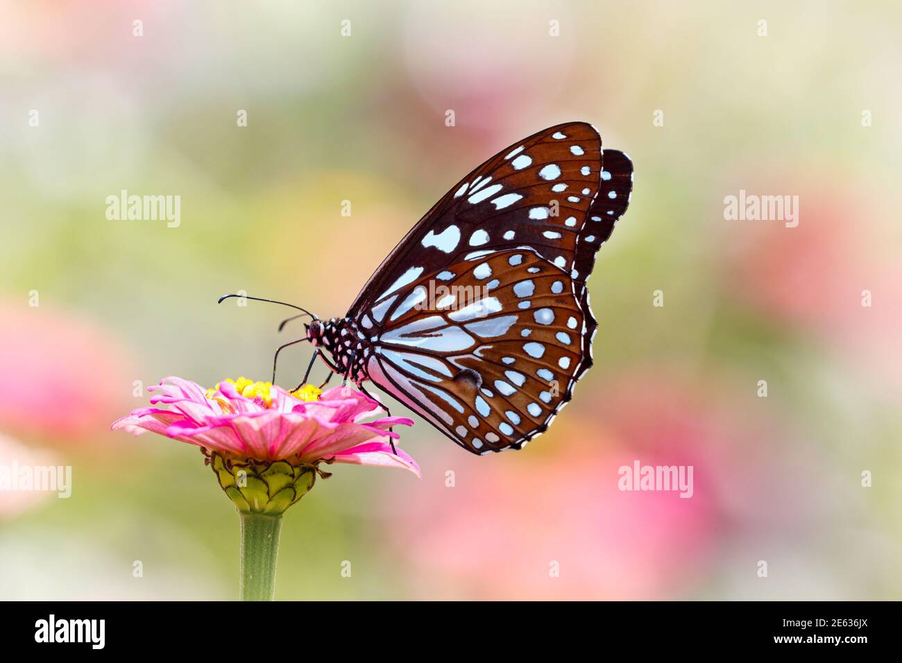 Mariposa Tigre azul o Tirumala limniace en flor de Zinnia rosa con fondo bokeh claro y colorido Foto de stock