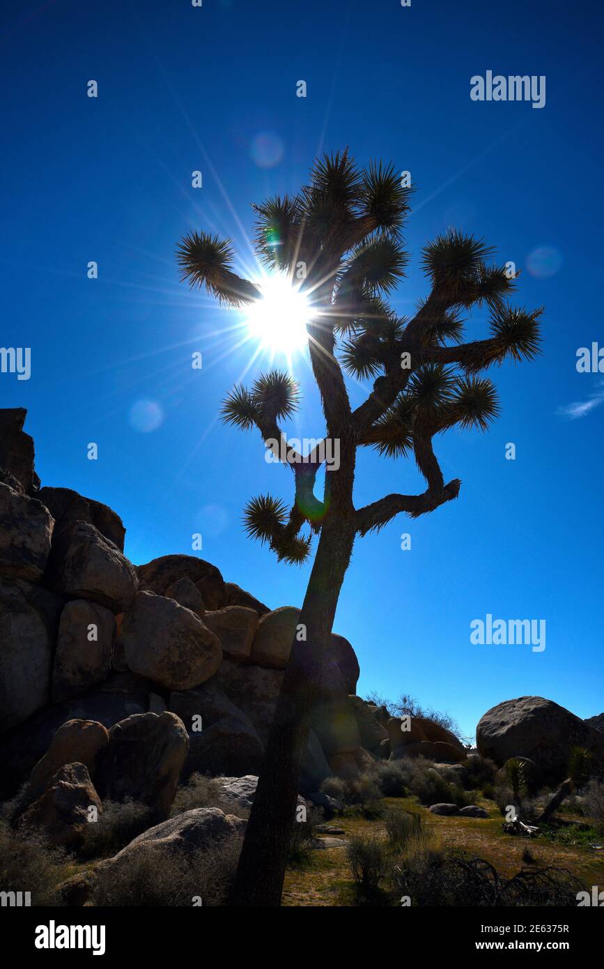 Los icónicos árboles de Josué están ensilados por el sol de la tarde en el Parque Nacional Joshua Tree en California. Foto de stock