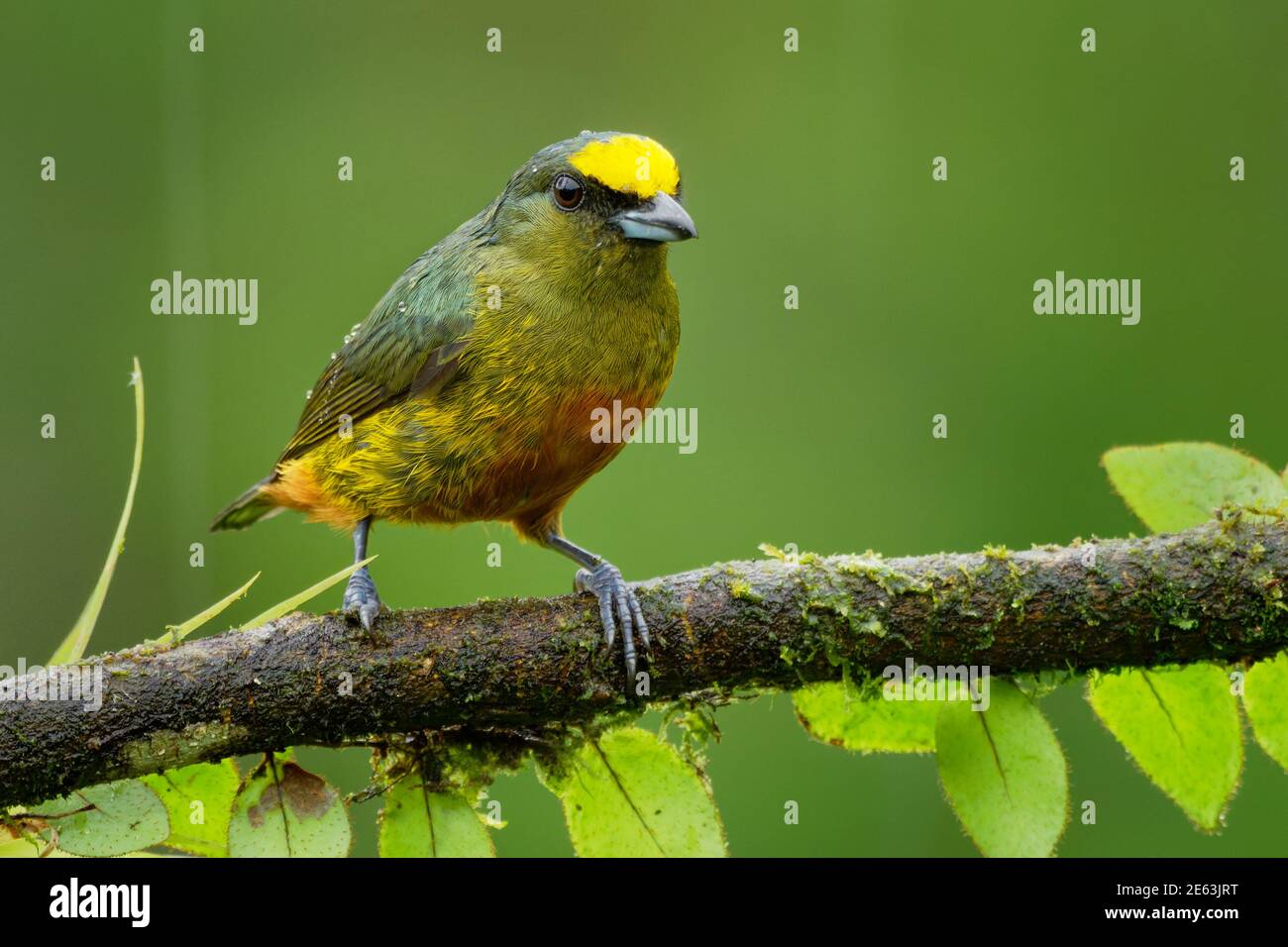 Respaldados por Oliva Euphonia Euphonia gouldi - pequeñas aves paseriformes de la familia Pinzón, criador residente en las tierras bajas del caribe y estribaciones de southe Foto de stock