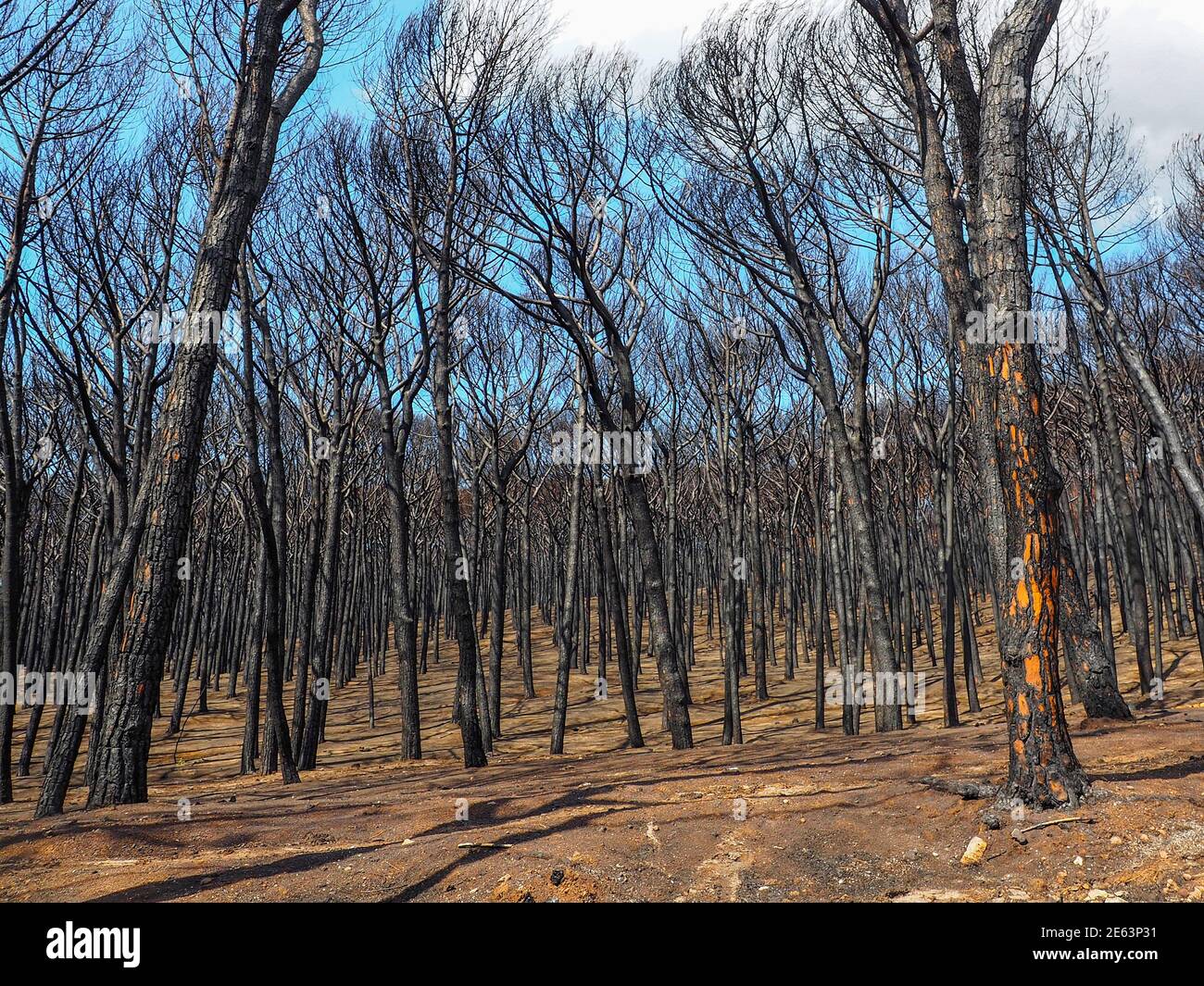 Árboles dañados por el fuego el 2017 de julio en el Parque Nacional Vesubio, Italia, Campania, septiembre de 2017. Foto de stock