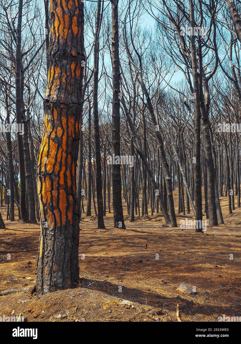 Árboles dañados por el fuego el 2017 de julio en el Parque Nacional Vesubio, Italia, Campania, septiembre de 2017. Disparo vertical. Foto de stock