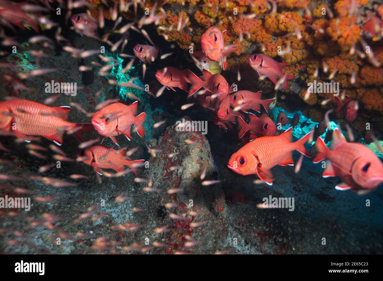 Pez diana de cola de luna