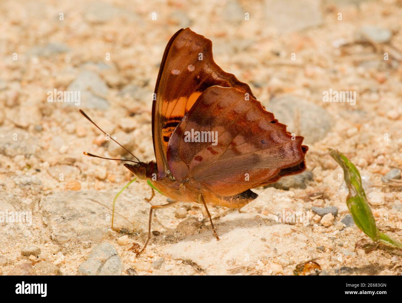 Mariposa de patas con brocha, Doxocopa elis, Nymphalidae. Foto de stock