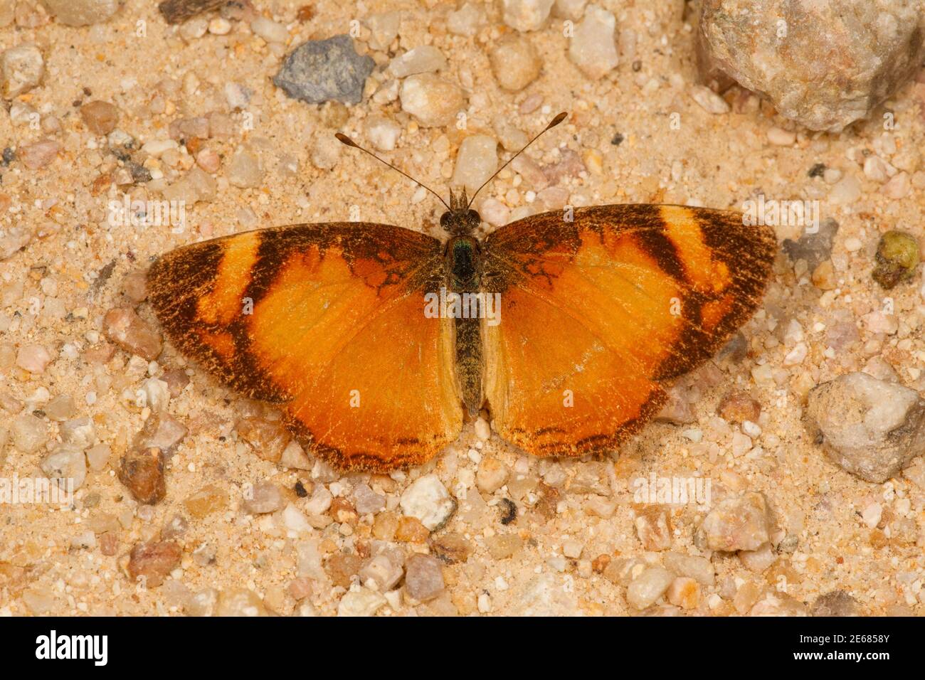 Mariposa con patas de pincel, Tegosa pastazena, Nymphalidae. Foto de stock