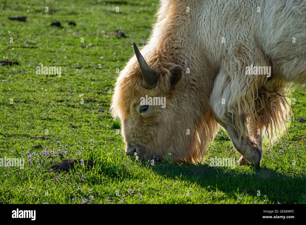 White American Bison en un campo Foto de stock