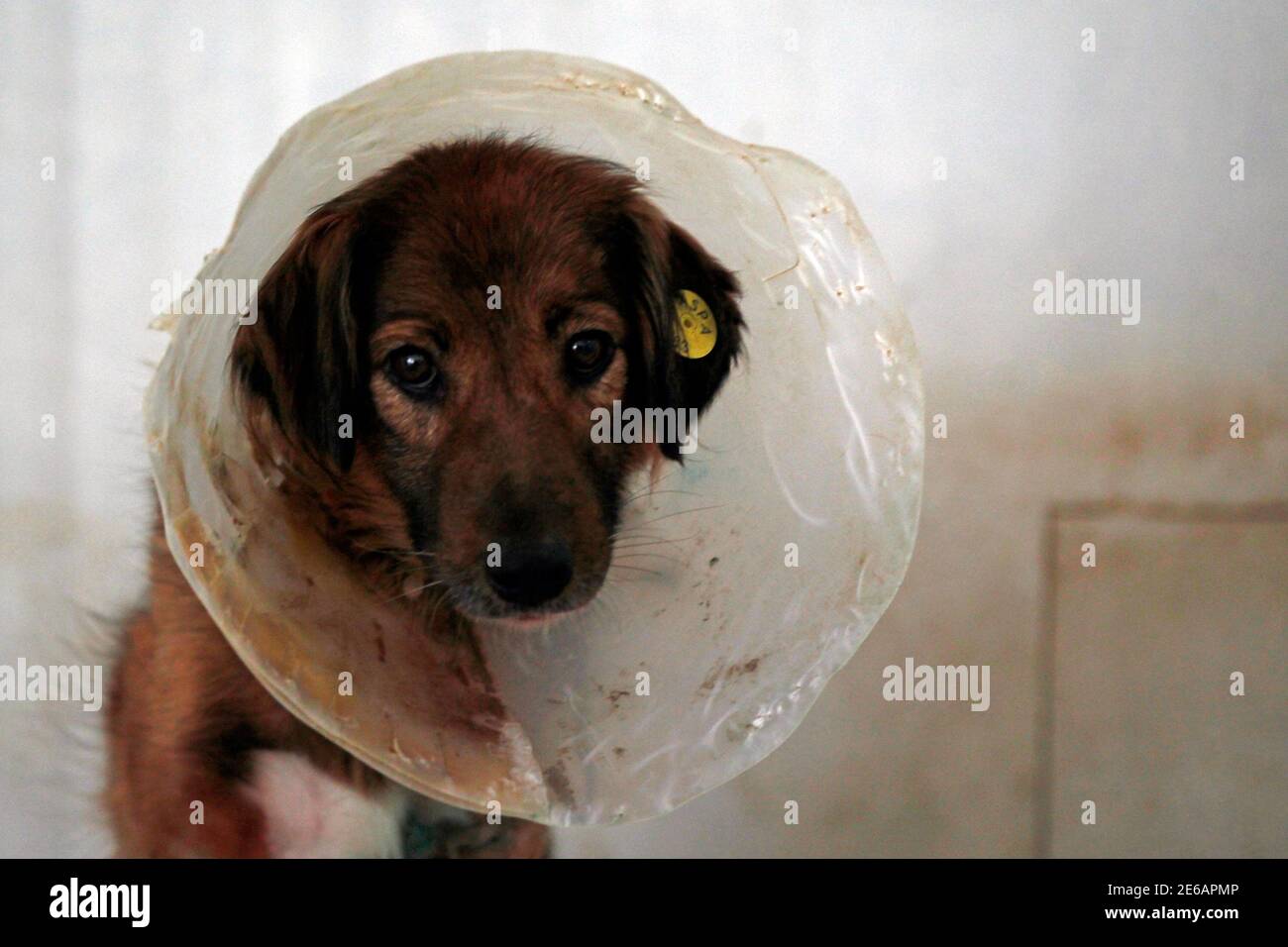 Una Foto De Una Mordida De Perro Fotos e Imágenes de stock Alamy