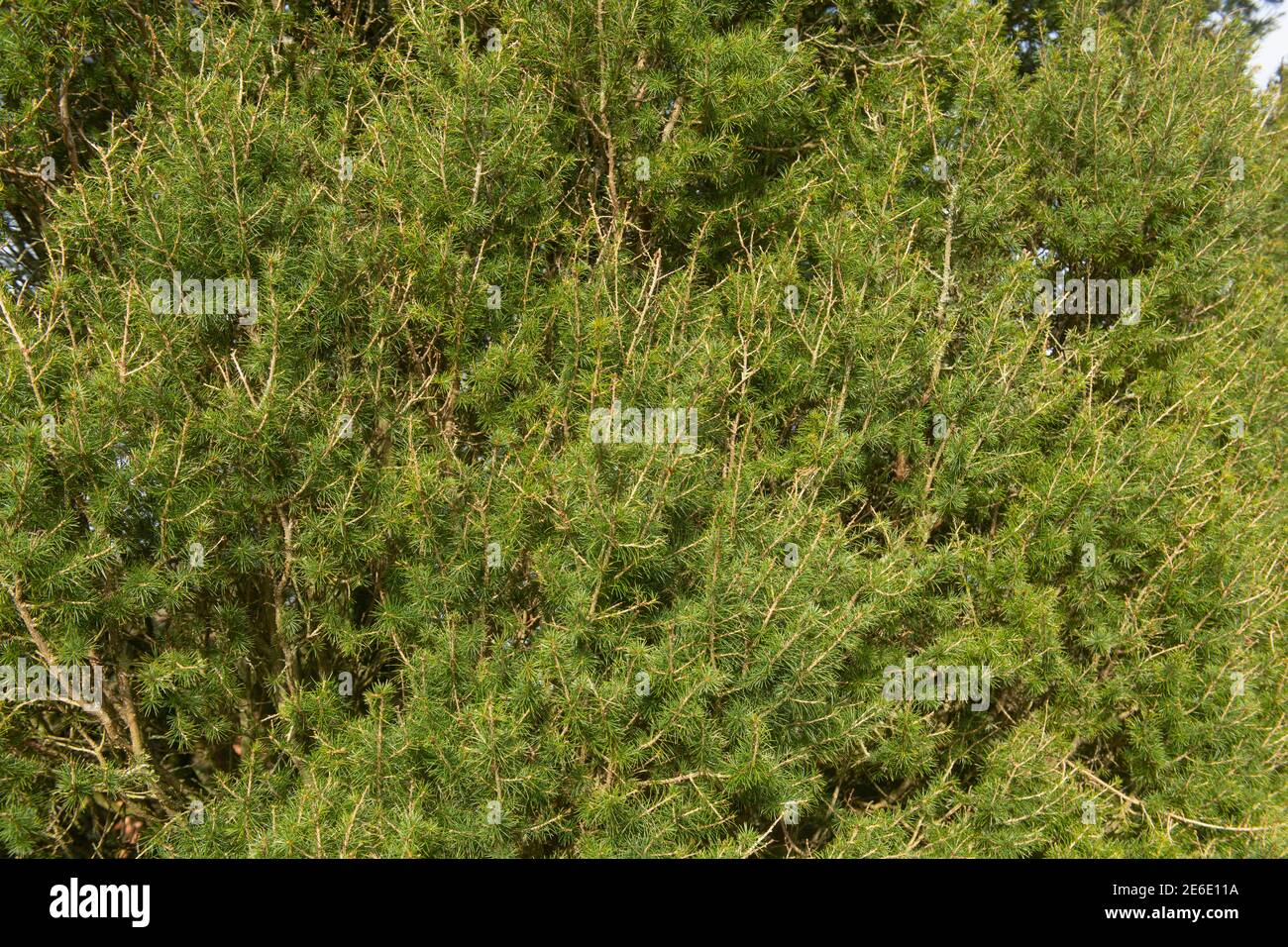 Dwarf cedar fotografías e imágenes de alta resolución Alamy