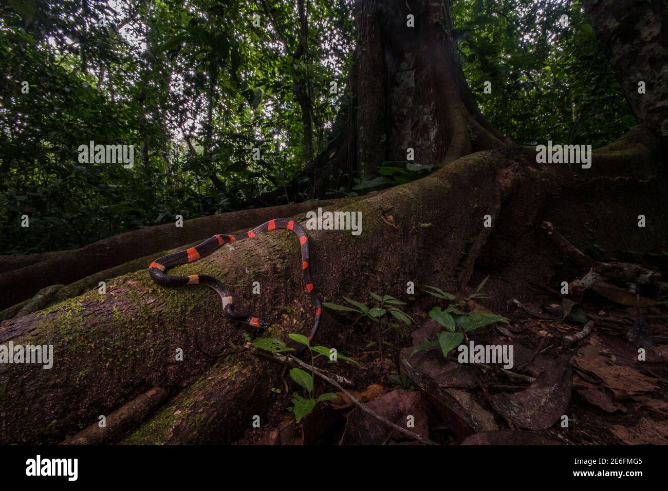 Una serpiente de llama del bosque (Oxyrhopus petolarius) un reptil colorido se desliza sobre las raíces de un árbol grande en un bosque amazónico de crecimiento antiguo. Foto de stock