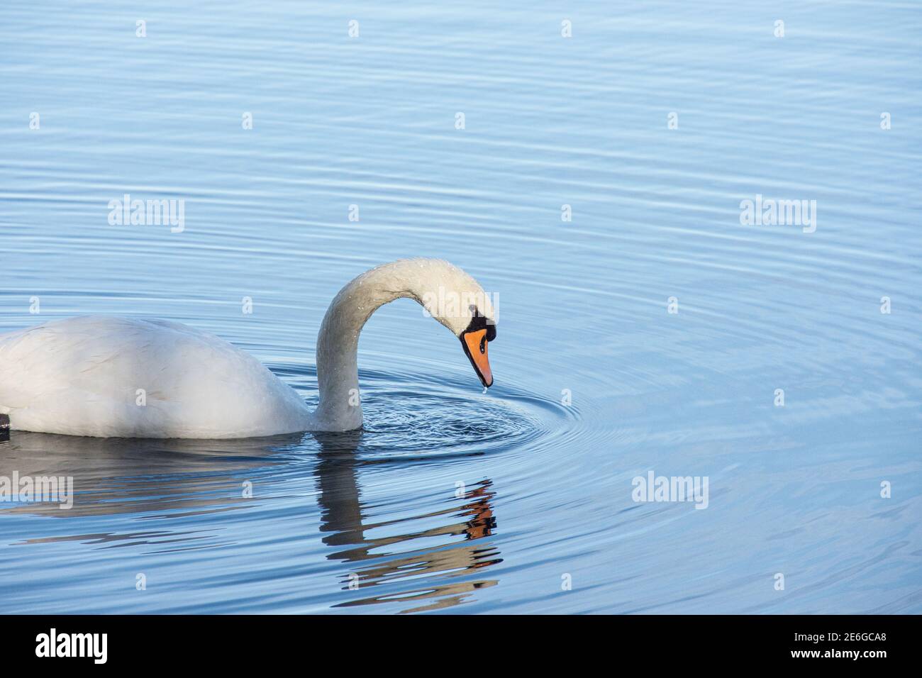 Un solo cisne mudo - Cygnus olor rodeado de ondulaciones en un lago todavía azul Foto de stock