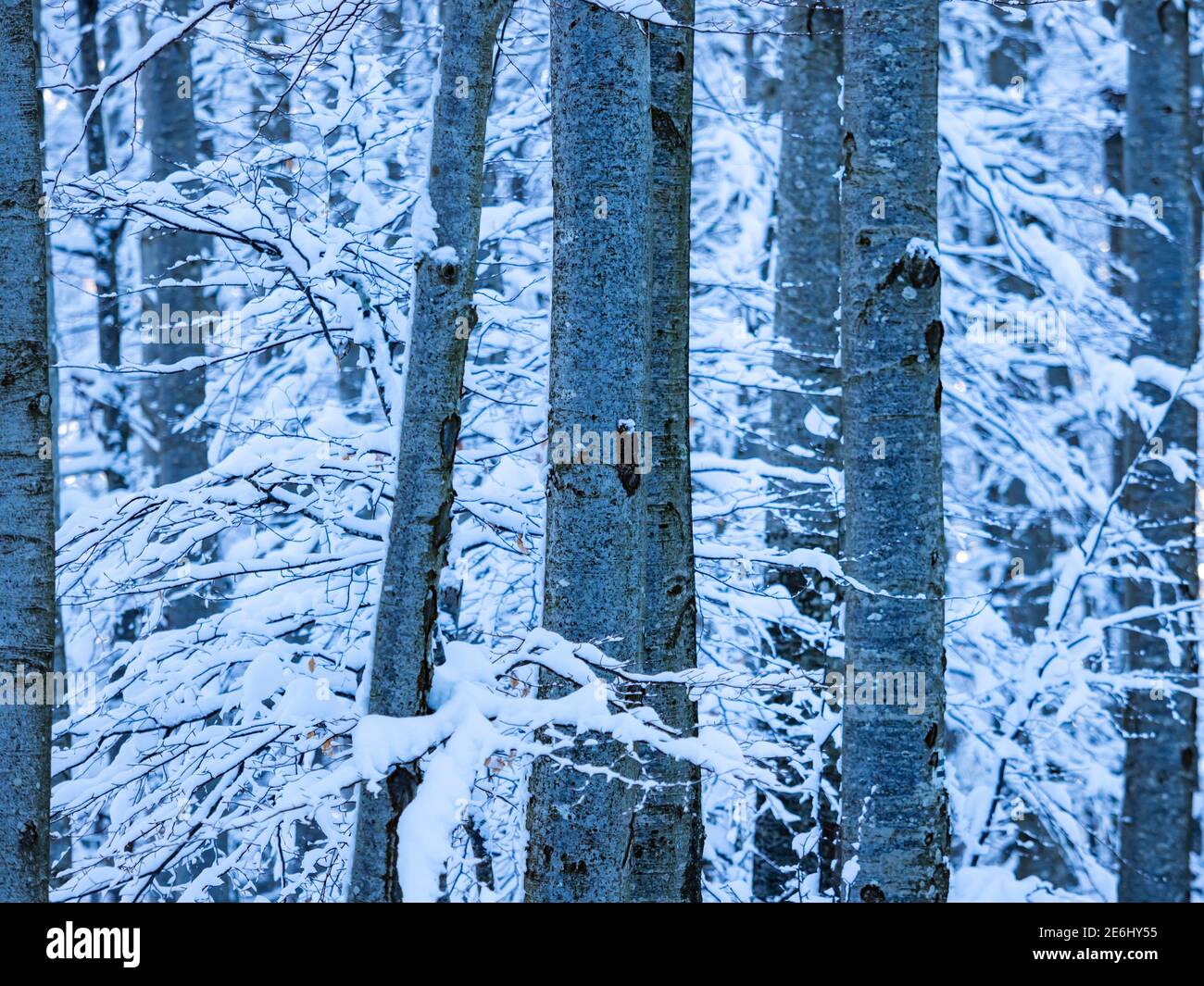 Árboles en invierno Foto de stock
