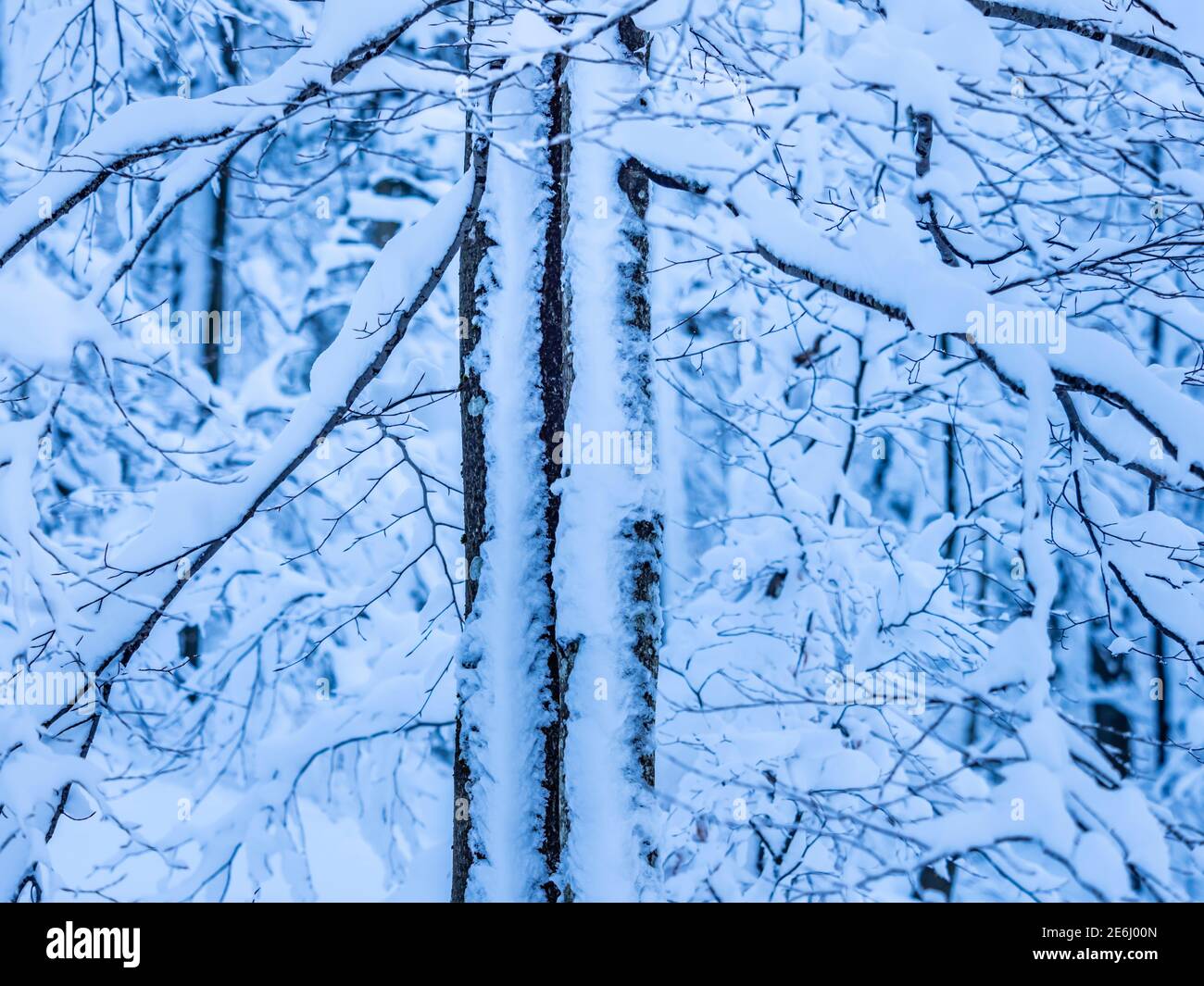 Árboles en invierno Foto de stock
