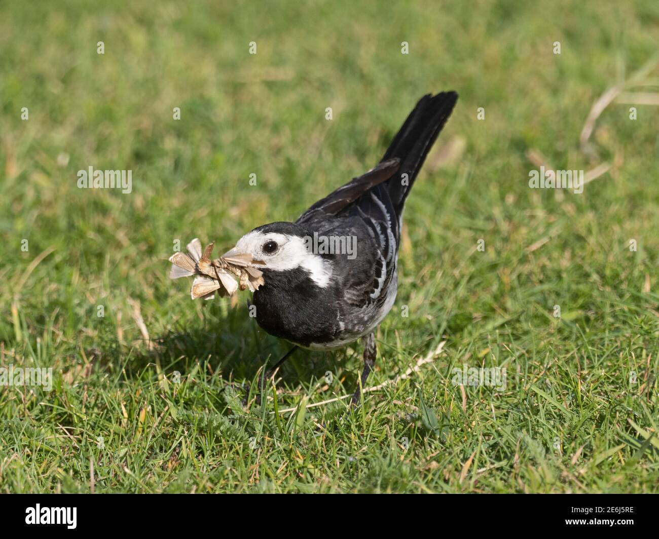 Pied Wagtail, Motacilla alba, recogiendo alimentos para alimentar a los jóvenes en Nest, Cromer, Norfolk, verano Foto de stock