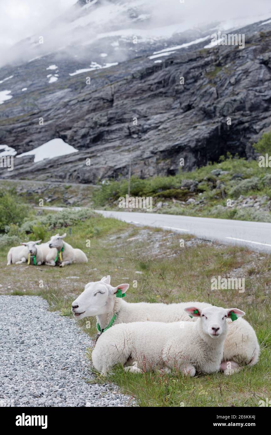 Ovejas en el paso de montaña Trollstigen en Noruega Foto de stock