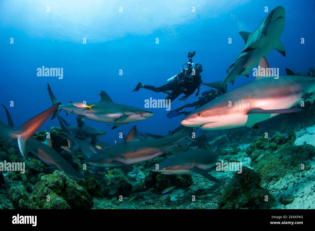 Buceadores nadando con una gran escuela de tiburón arrecife caribeño (Carcharhinus perezi) en el Mar Caribe. Foto de stock
