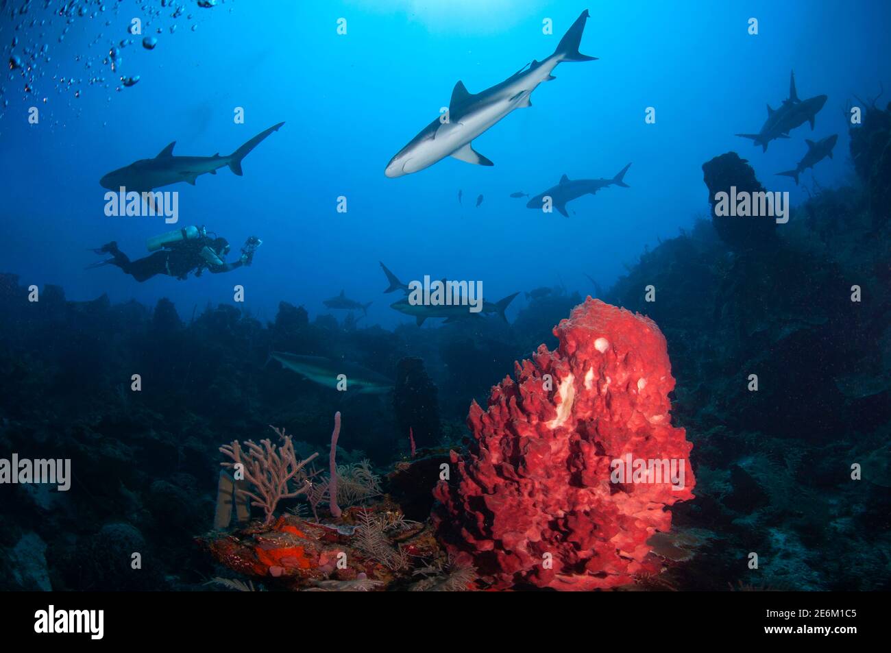 Imagen de la esponja de cañón gigante (Xestospongia muta) con Silhouette de buceadores y tiburones de arrecife (Carcharhinus perezi) detrás. Buceo en Cordelia Ba Foto de stock