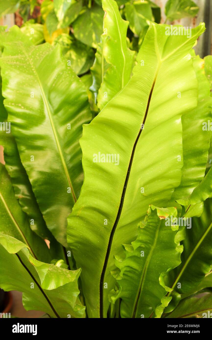 Hermosa planta Asplenium nidus en el jardín bajo el sol Foto de stock