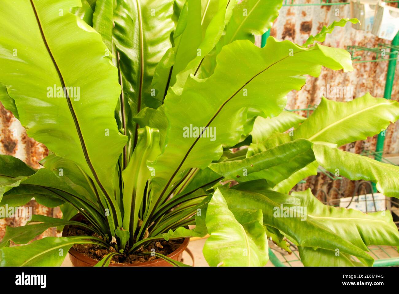 Hermosa planta Asplenium nidus en el jardín bajo el sol Foto de stock