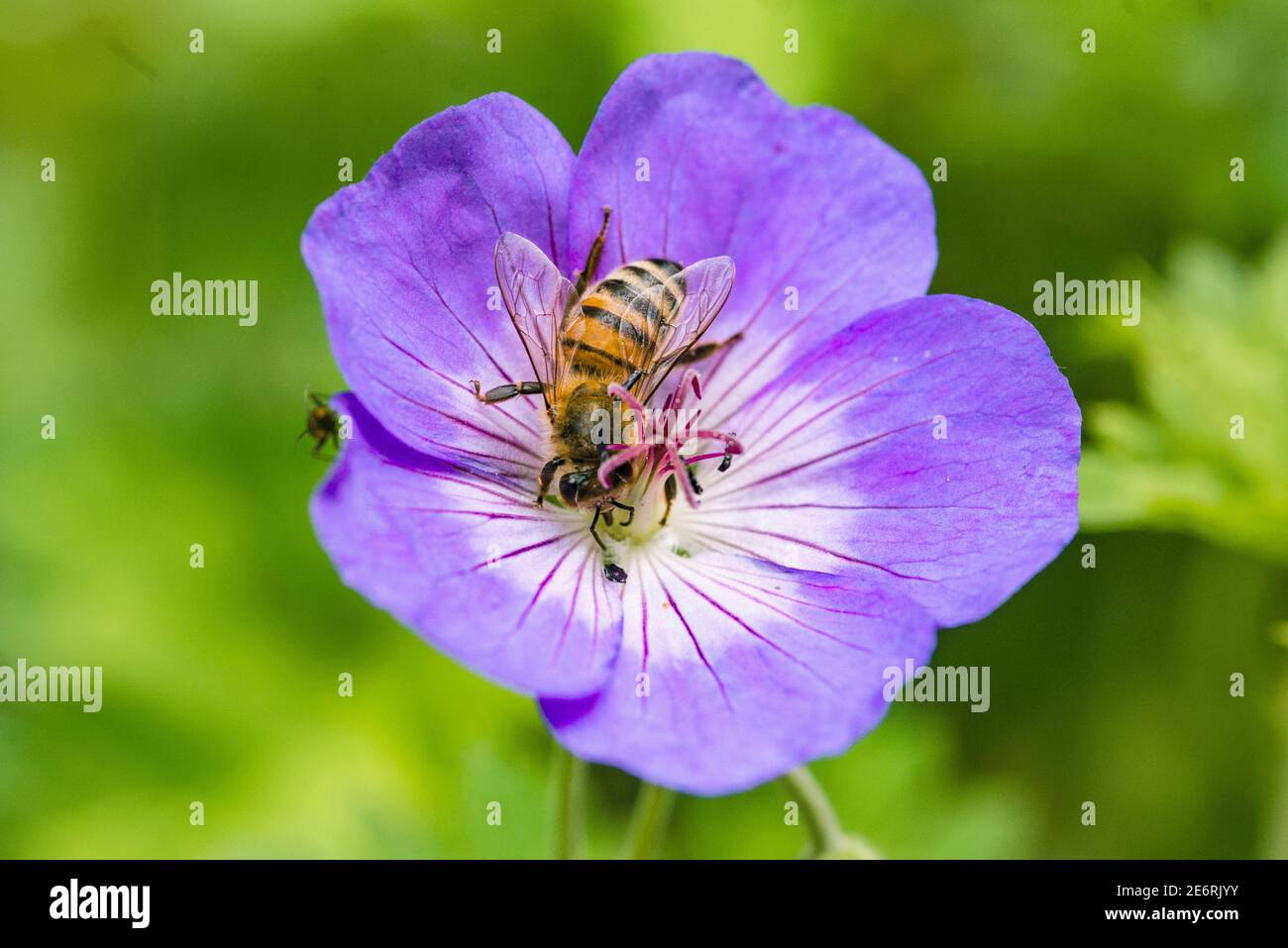 Miel-abeja [Apis mellifera] en una flor de jardín. REINO UNIDO. Foto de stock