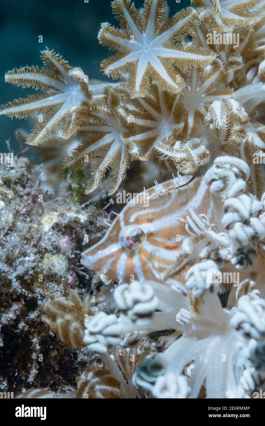 Filefish radial [Acreichthys radiatus] con pólipos de Xenia. Estrecho de Lembeh, Sulawesi del Norte, Indonesia. Foto de stock