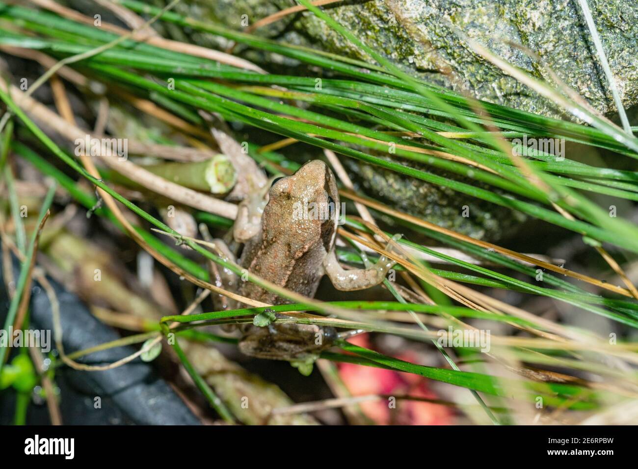 froglet común [Rana temporaria] recientemente metamorfozado de un tadpole que se alzaba de la tina en la que se depositó el desove. 15 - 20 mm. Londres, Reino Unido Foto de stock