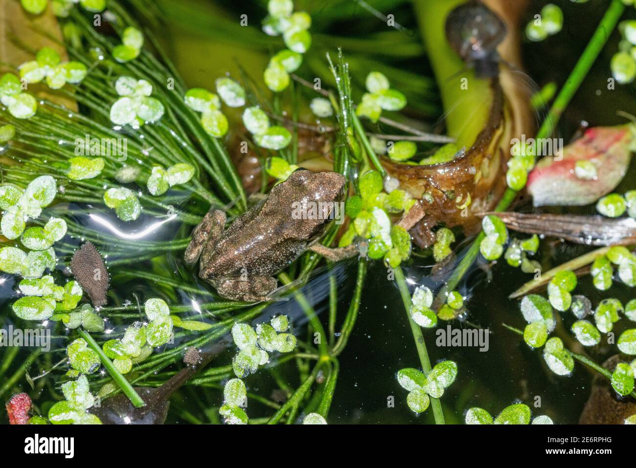 froglet común [Rana temporaria] recientemente metamorfoseado de un tadpole. 15 - 20 mm. Londres, Reino Unido Foto de stock