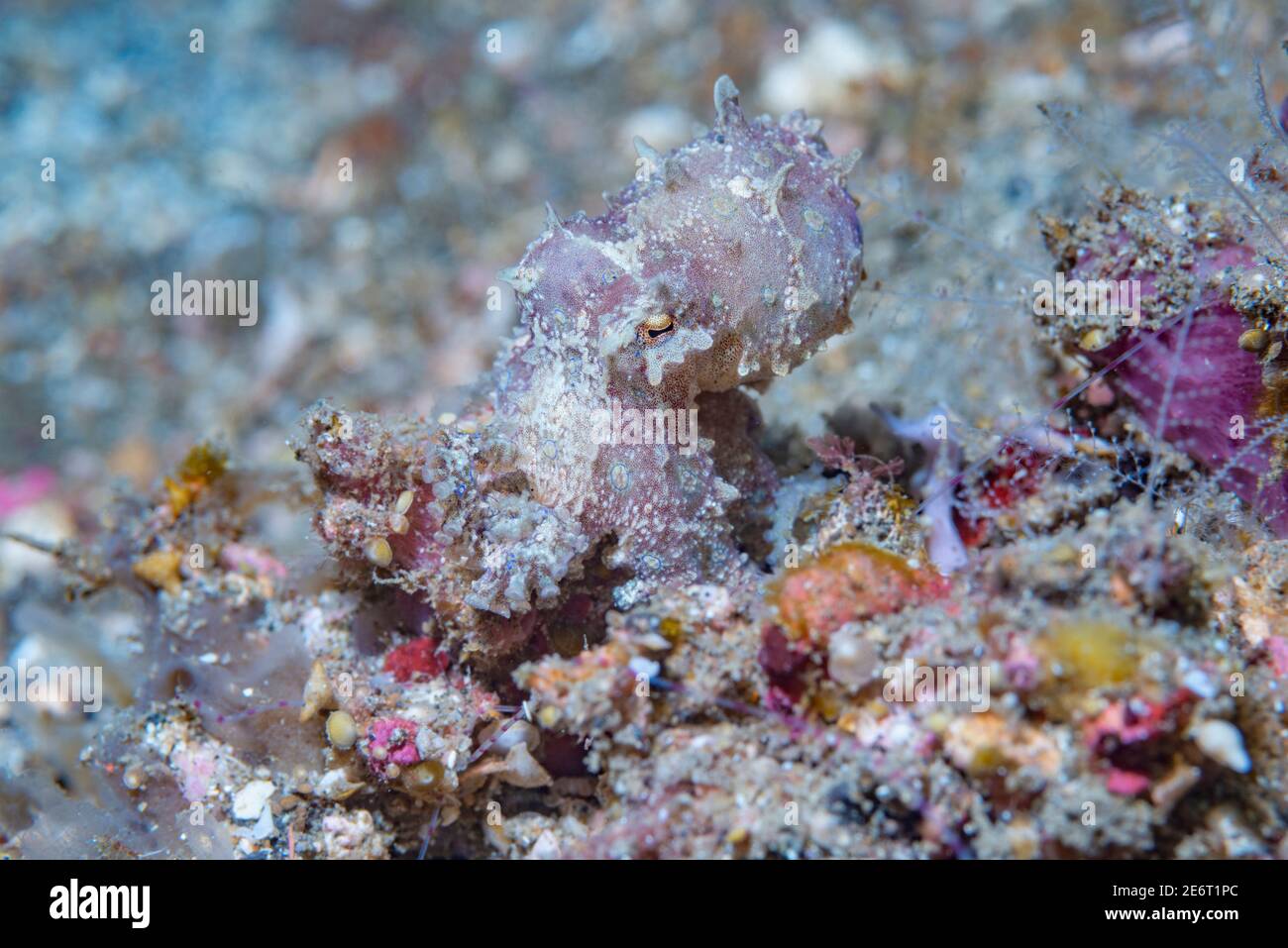 Pulpo de anillo azul [Hapalochlaena sp.] Estrecho de Lembeh, Sulawesi del Norte, Indonesia. Foto de stock