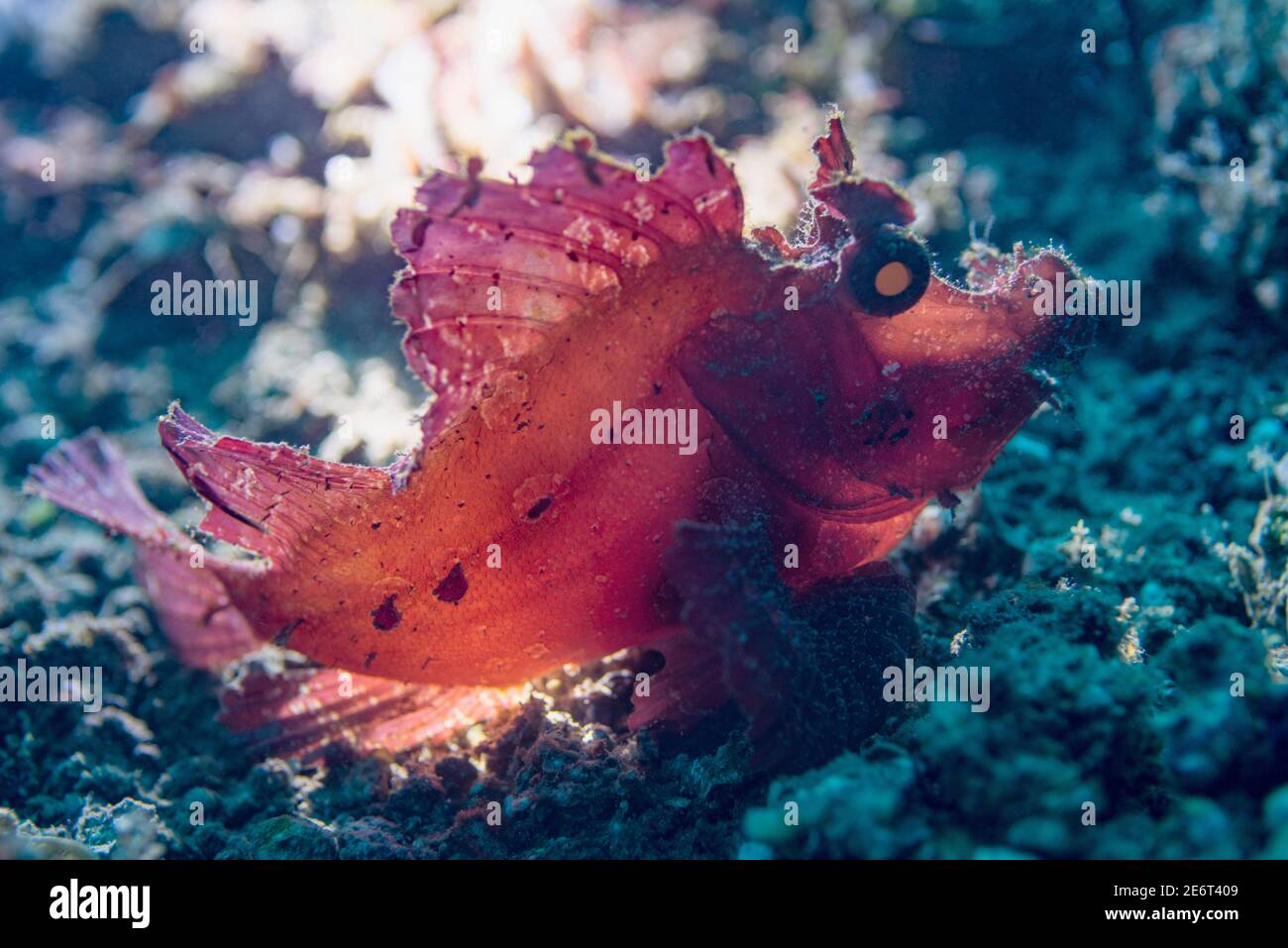 Rhinopias eschmeyeri retroiluminado. Estrecho de Lembeh, Sulawesi del Norte, Indonesia. Foto de stock