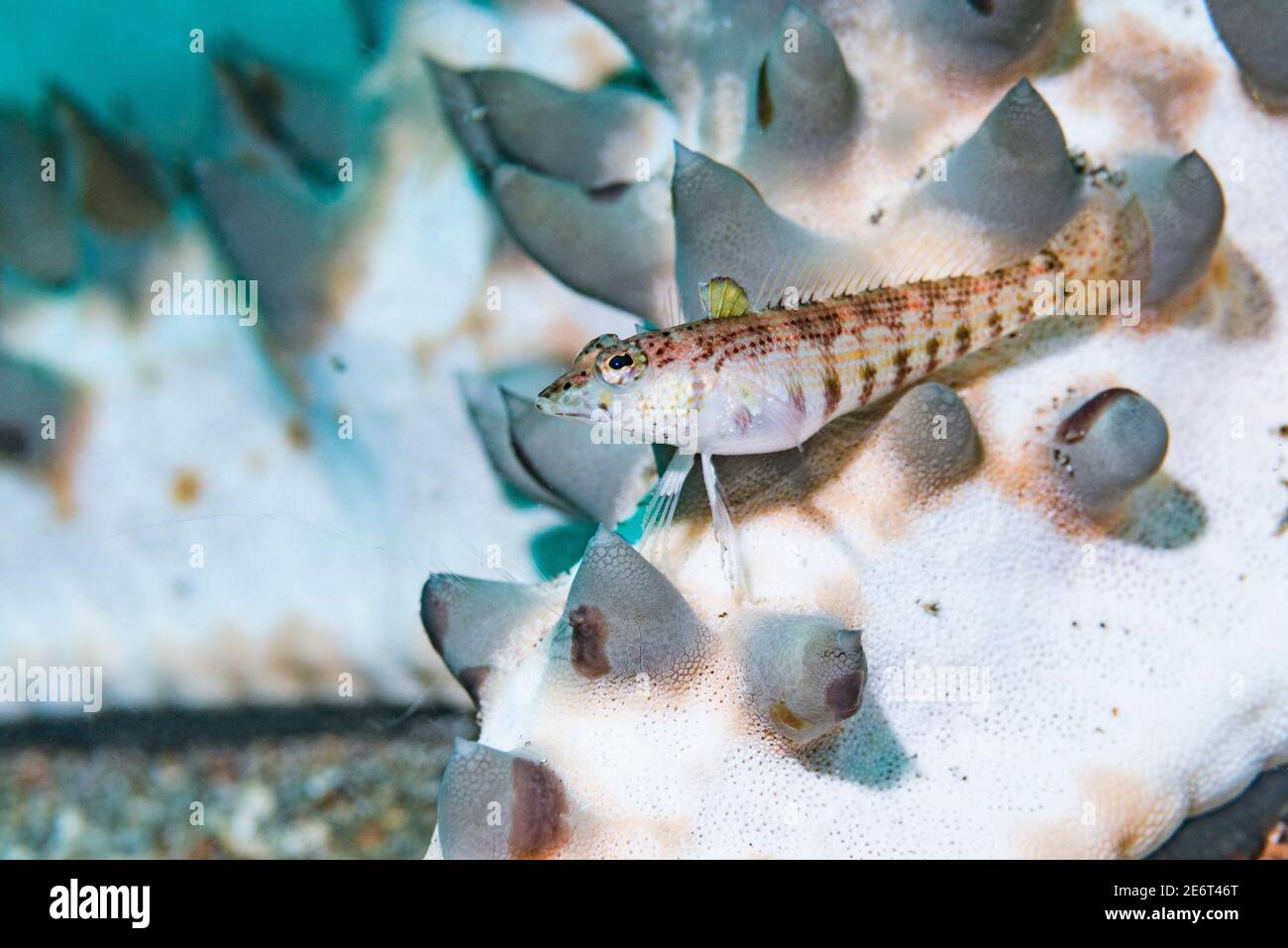 El pez gordo de Snyder [Parapercis snyderi] encaramado en un pez estrellada [Protoreaster nodosus]. Estrecho de Lembeh, Sulawesi del Norte, Indonesia. Foto de stock