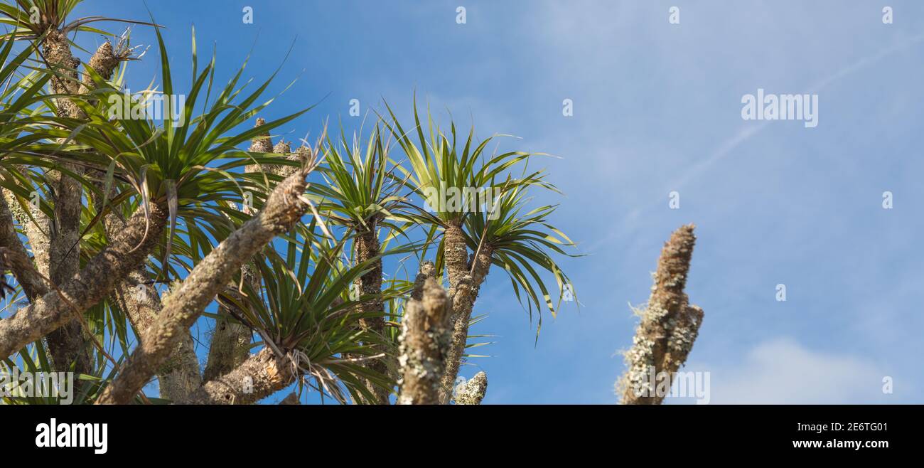 Vellozia gigantea, una planta edémica a las praderas rupestrias de Brasil, senn en hábitat natural en el Parque Nacional Serra do CIPO en Minas Gerais Foto de stock