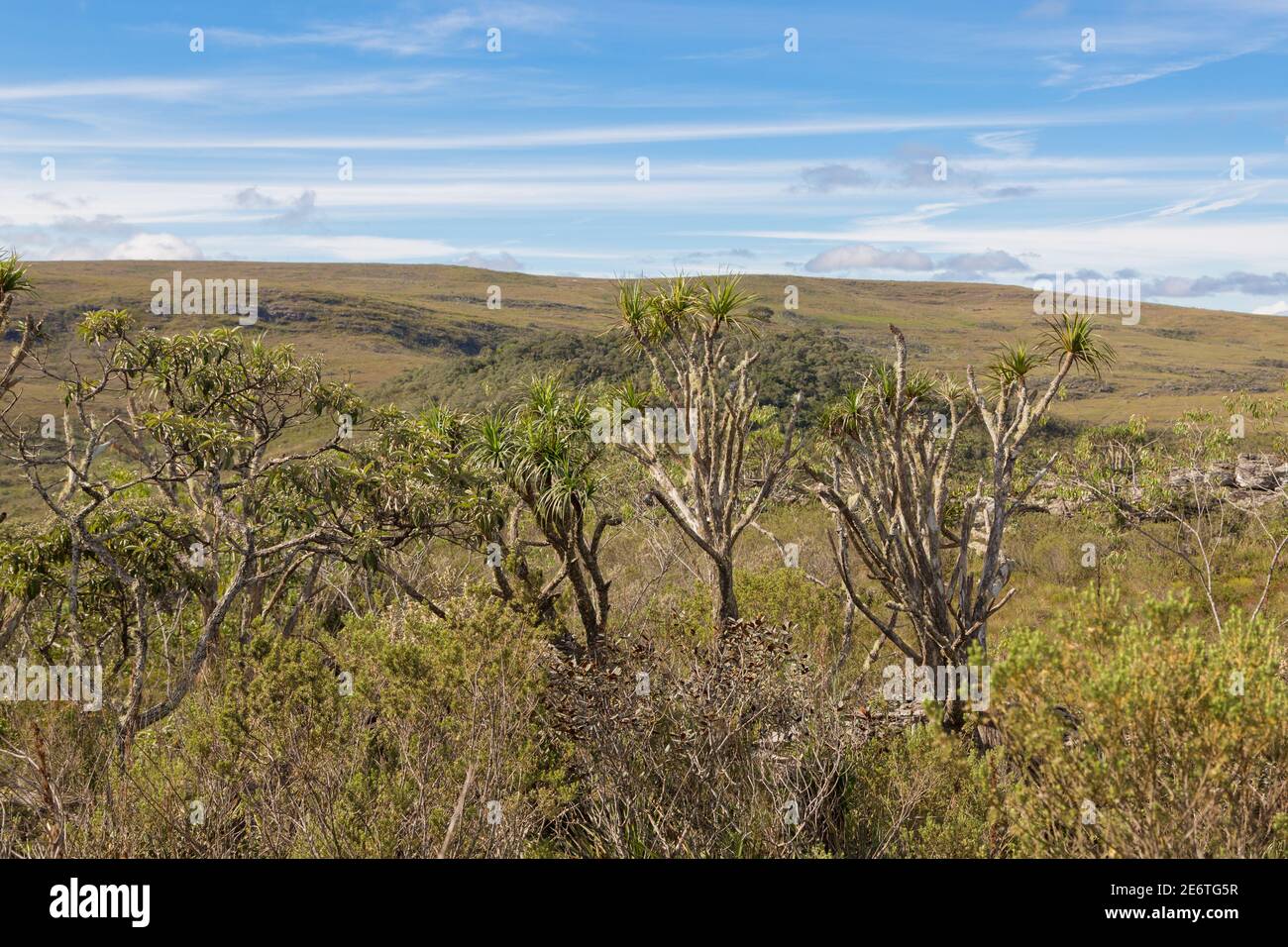 Gigante Vellozia (V. gigantea) en el impresionante Parque Nacional Serra do CIPO en Minas Gerais, Brasil Foto de stock