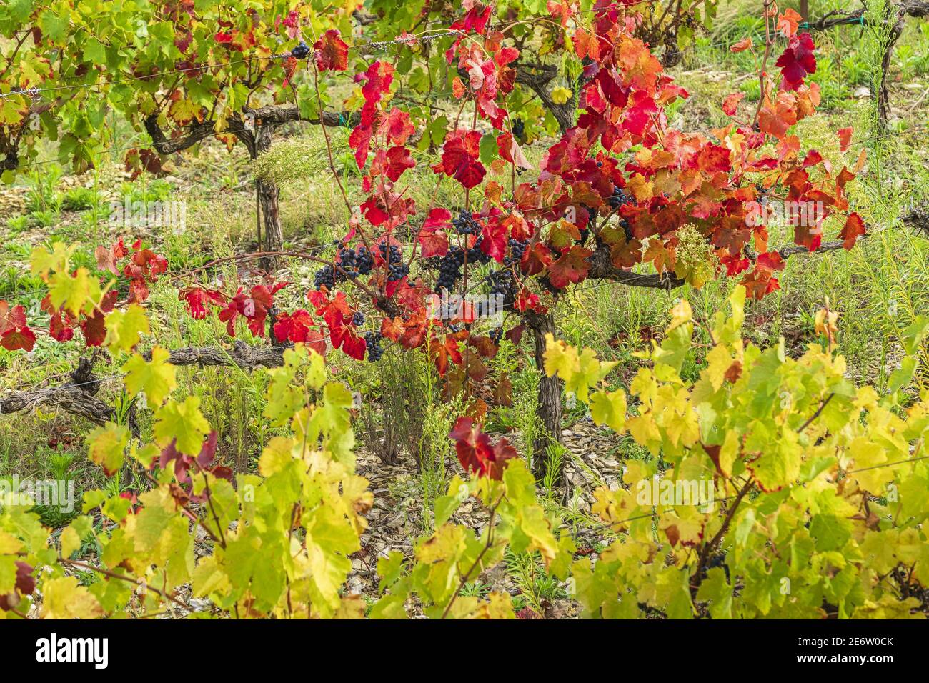 Francia, Vaucluse, pueblo de Crestet, AOC Ventoux viñedo Foto de stock