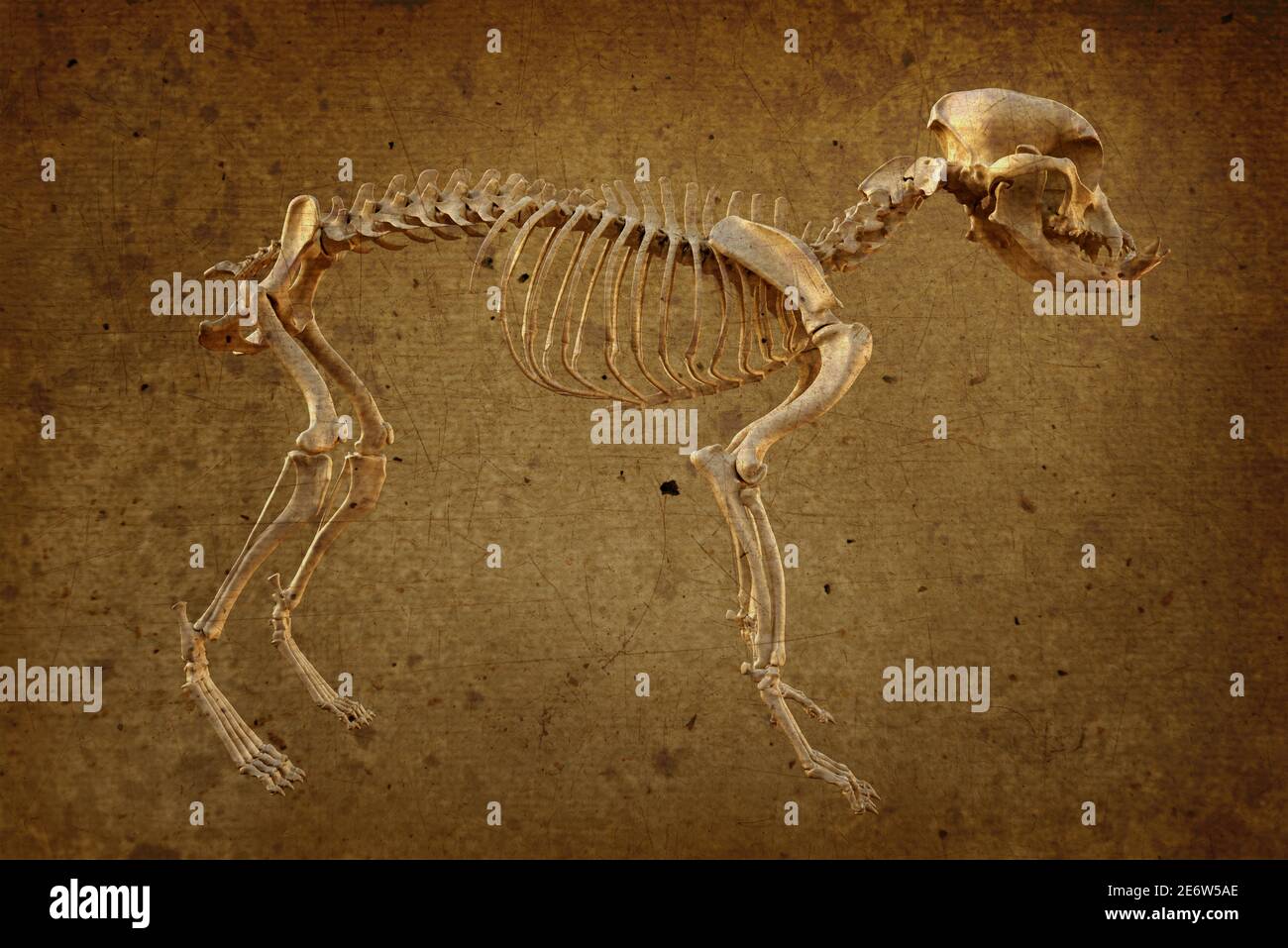 Esqueleto canino en estilo retro, perro toro francés con características brachicefálicas, ilustración 3d Foto de stock