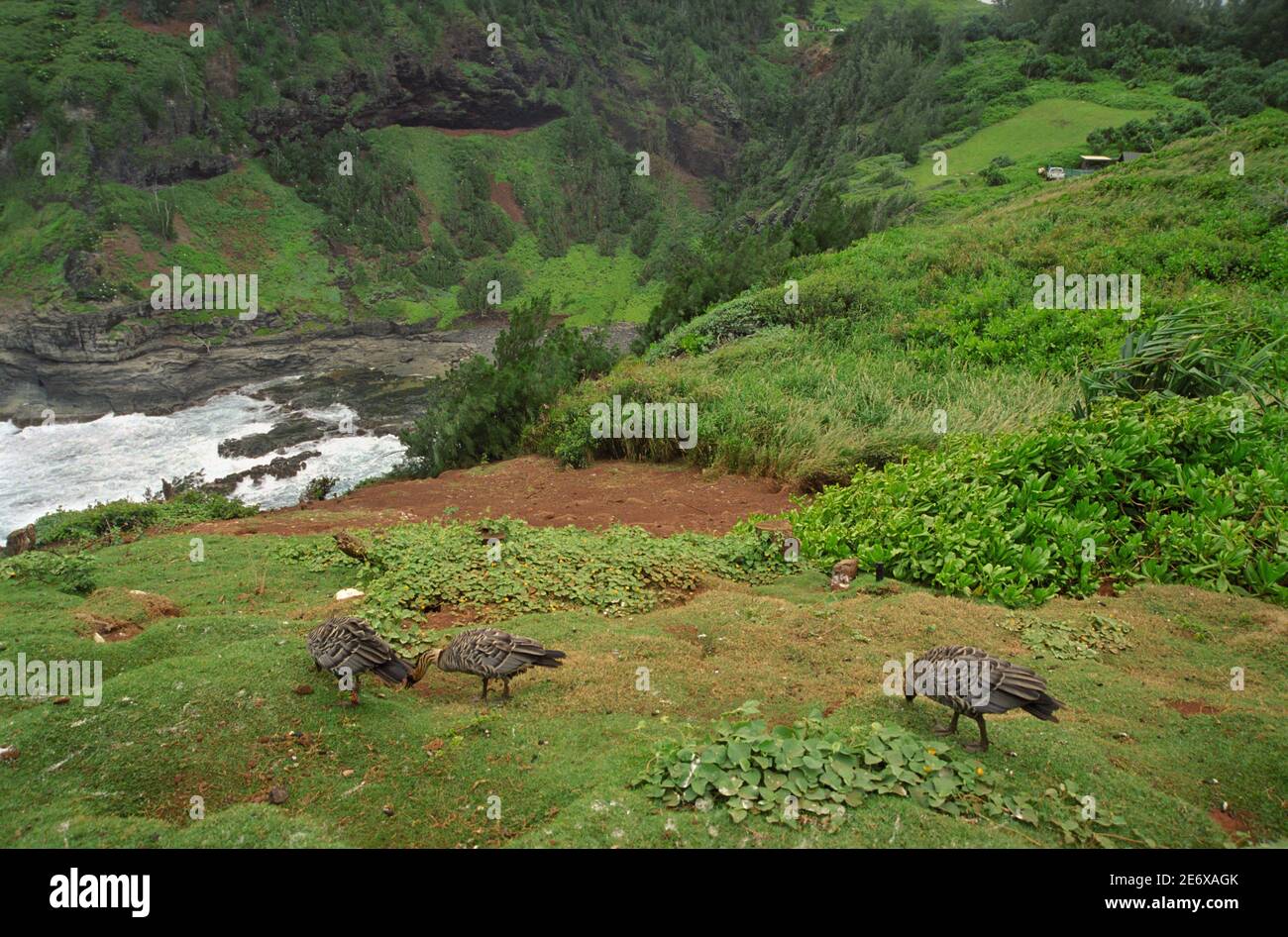 Nene, ganso hawaiano, Branta sandvicensis, santuario de aves Kilauea Point, Kauai, HI 030420 012 Foto de stock