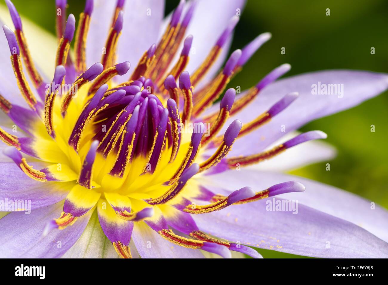 Nymphaea Colorata día flor de lirio de agua y tienen azul oscuro a los  pétalos de color violeta, hermosa flor acuática de cerca macro foto, tiene  una gran Fotografía de stock -