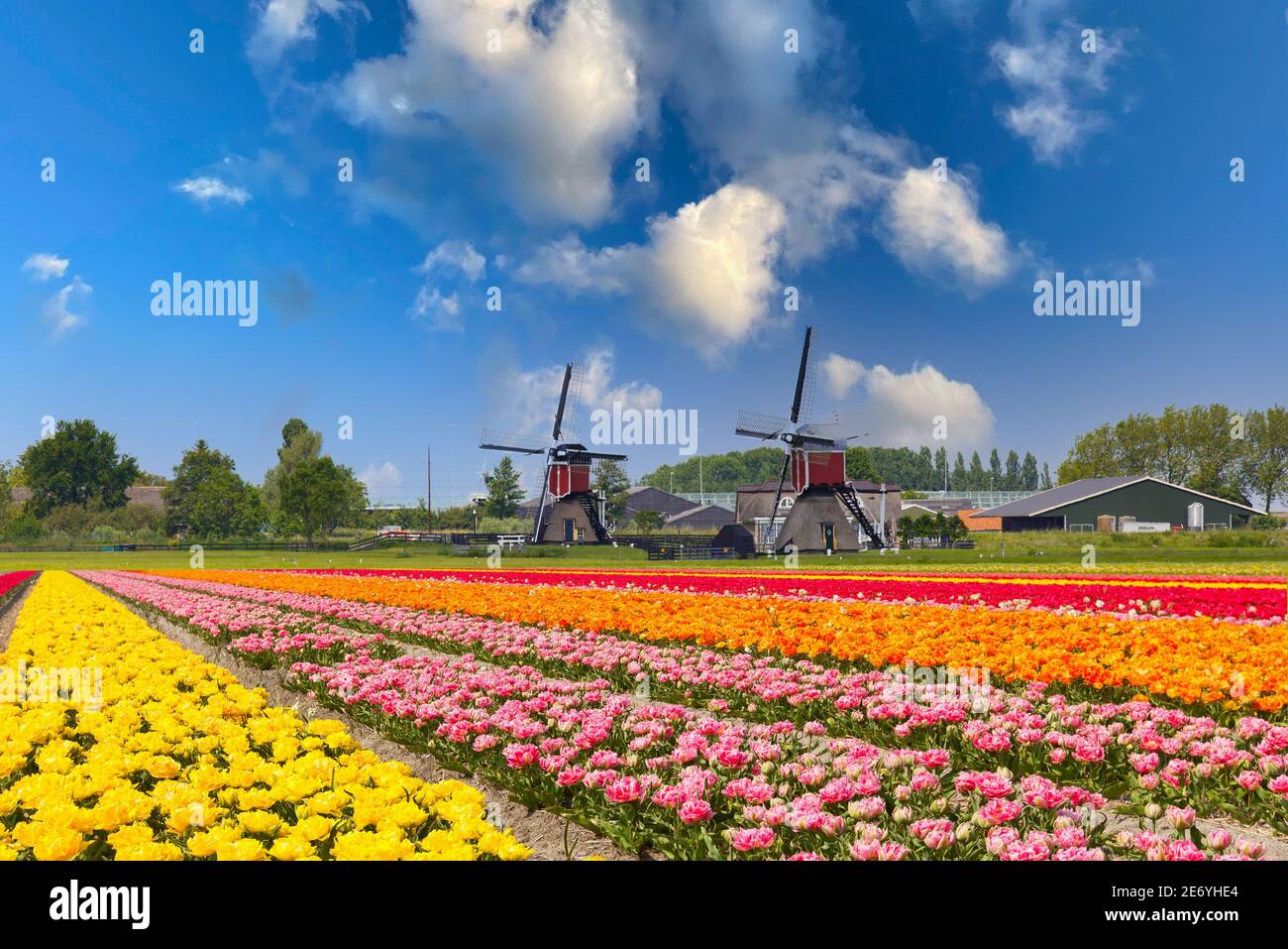 Paisaje tradicional holandés con tulipanes coloridos y dos molinos de viento contra un cielo azul con nubes dispersas y muy popular como punto de entrada Foto de stock