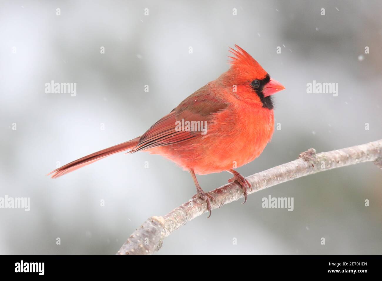 Un cardenal Cardinalis cardinalis del norte persiguiendo en una nieve de invierno tormenta Foto de stock