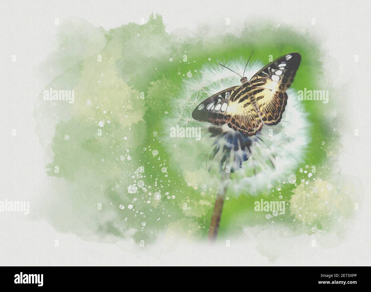 Mariposa aterrizando en una cabeza de semilla de diente de león, ilustración Foto de stock