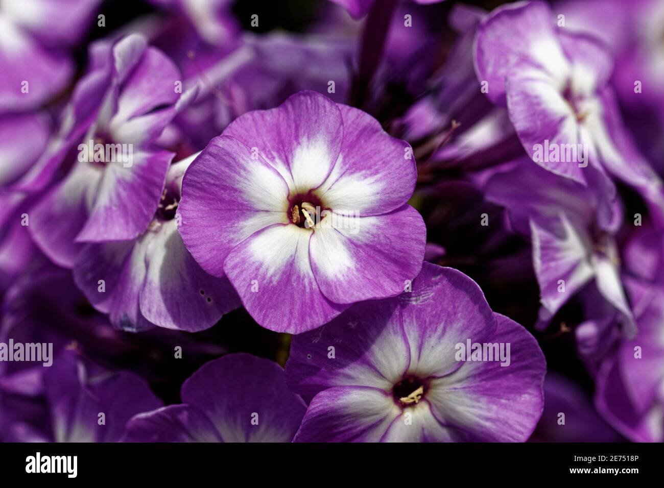 Flores de color rosa lila fotografías e imágenes de alta resolución -  Página 2 - Alamy
