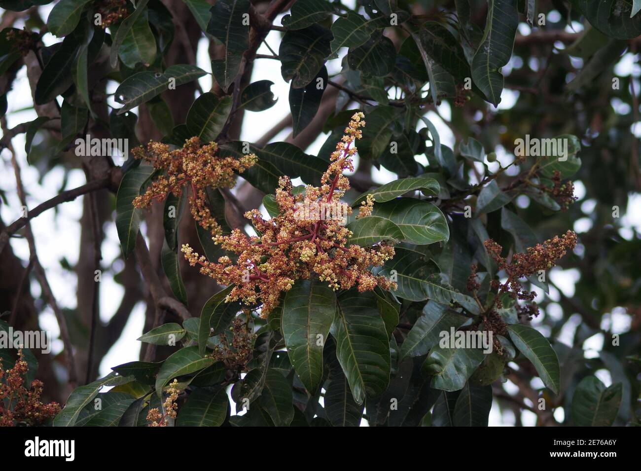 Flores en árbol de mango. Cuando un árbol de mango derrite flores, significa que hay potencial para que la fruta se desarrolle. Esta variedad de mango llamado 'va Foto de stock