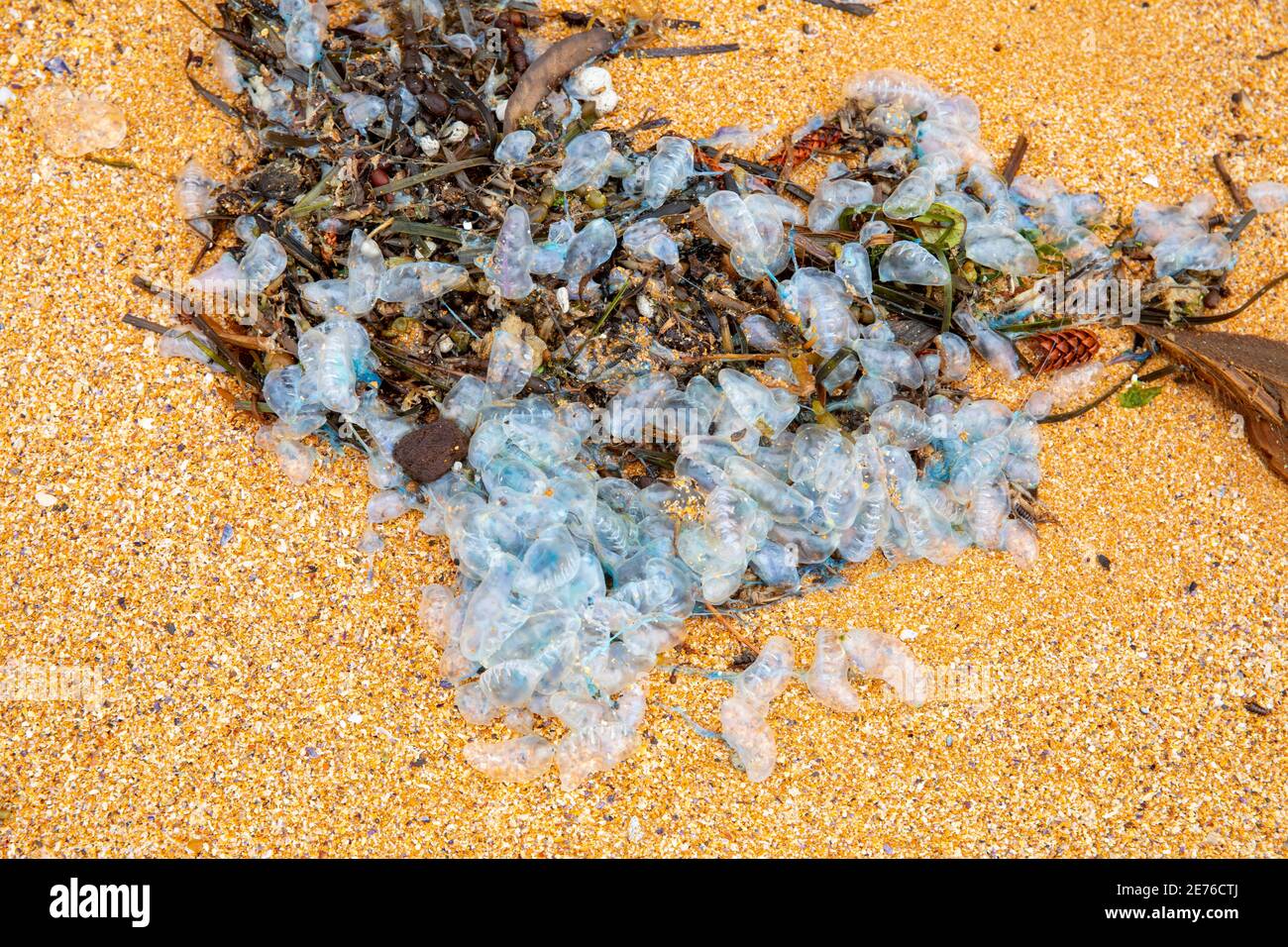 Physalia uticulus botellas lavadas en una playa de Sydney, Nueva Gales del Sur, Australia Foto de stock