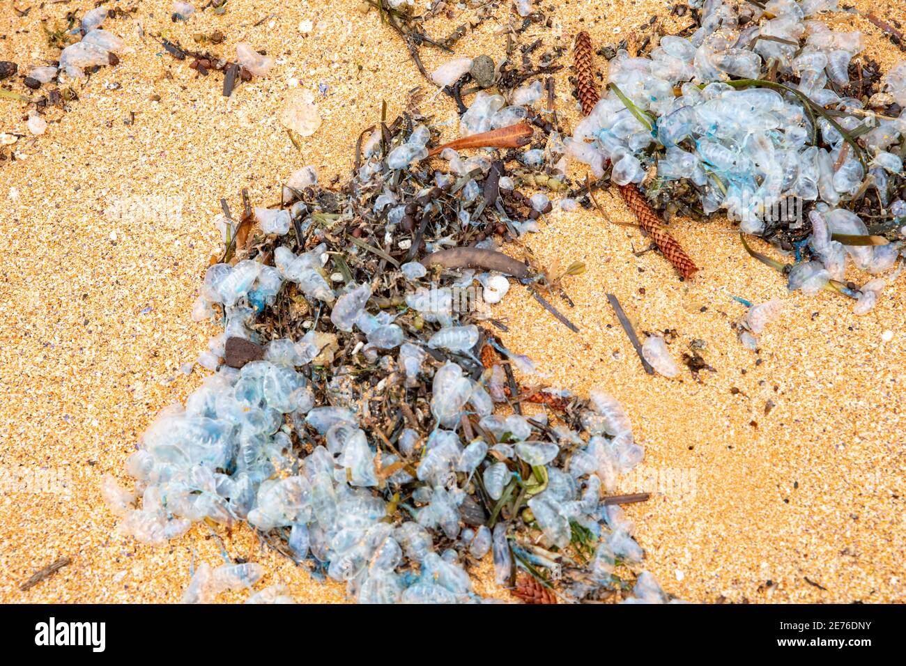 Physalia uticulus botellas lavadas en una playa de Sydney, Nueva Gales del Sur, Australia Foto de stock