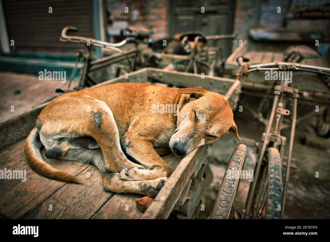 El perro tiene heridas llenas, dormir cómodamente en un triciclo giratorio. Foto de stock